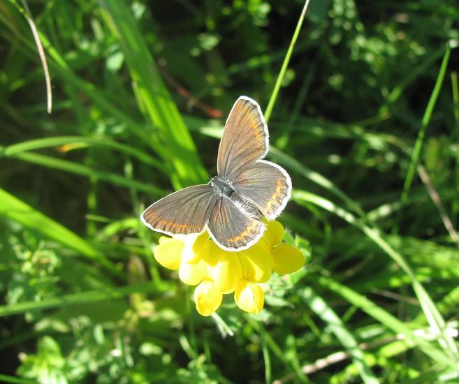 Plebejus argyrognomon